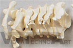   Cervical Vertebrae Column Set (C1 through C7)